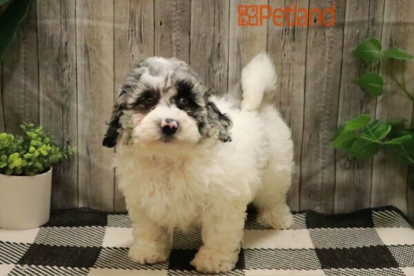 [#231013-04] Blue Merle F Havapoo Puppies For Sale