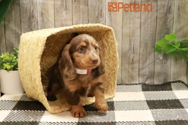 [#231028-04] Chocolate / Tan F Dachshund Puppies For Sale