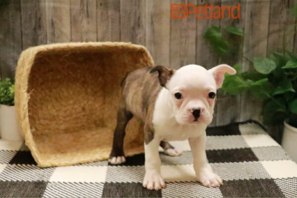 [#231047-03] Brindle / White F Boston Bulldog Puppies For Sale