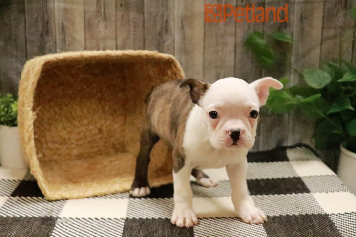 Boston Bulldog (F) 28787 Image #1