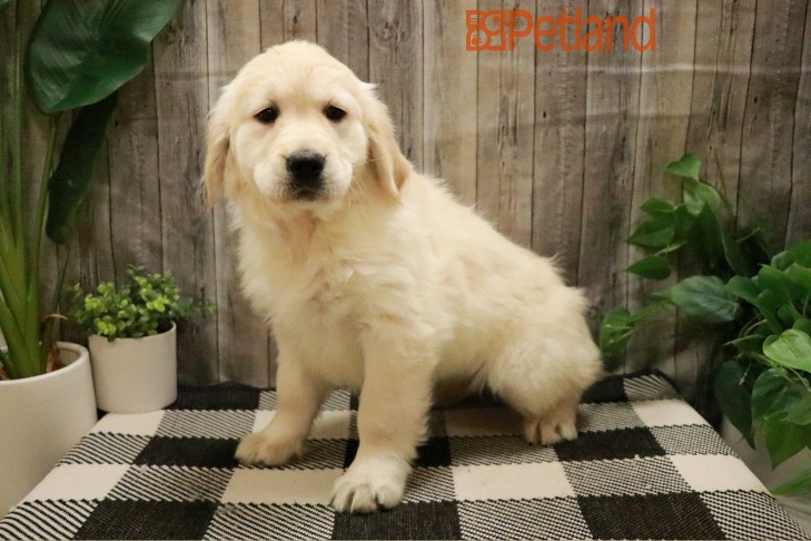 Golden Retriever (F) 28788 Image #1