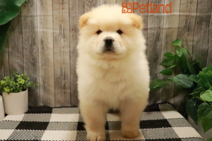 Chow Chow (M) 28789 Image #1
