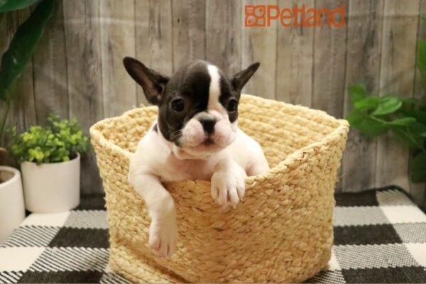 [#23999-02] Black Brindle F French Bulldog Puppies For Sale