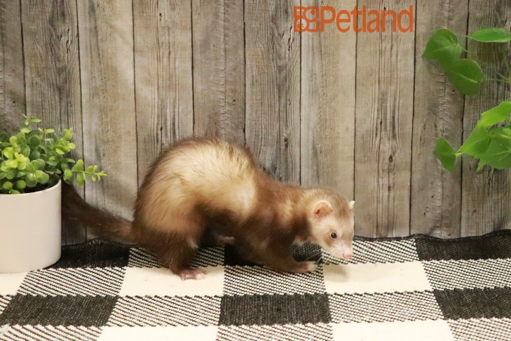 Ferret-28794 Image #1