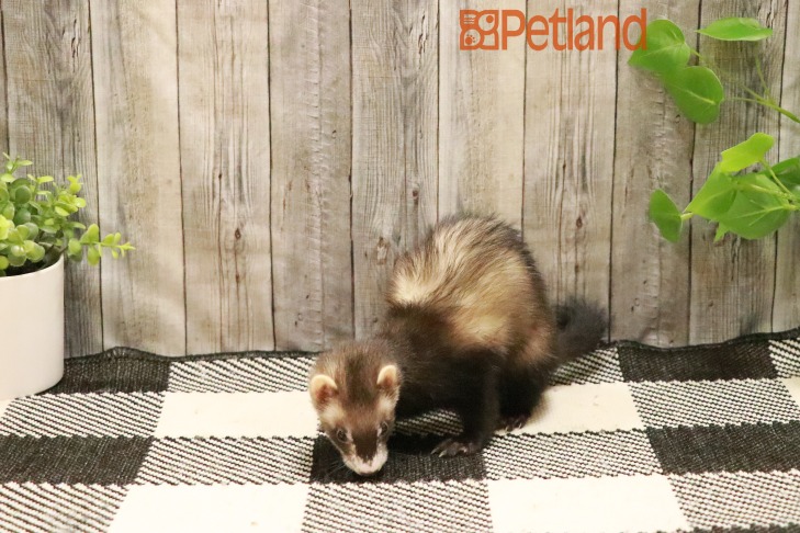 Ferret-28795 Image #1