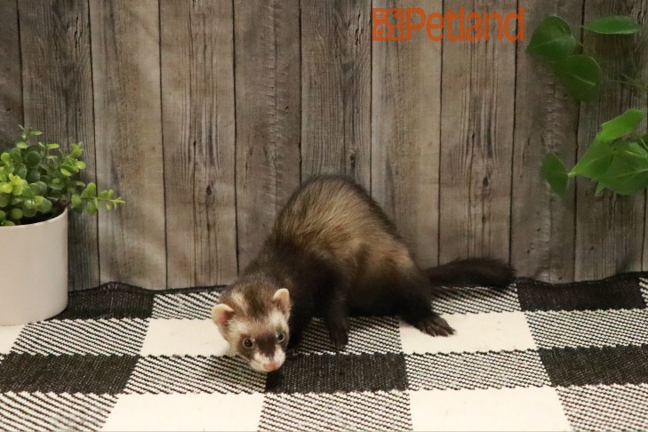 Ferret-28796 Image #1