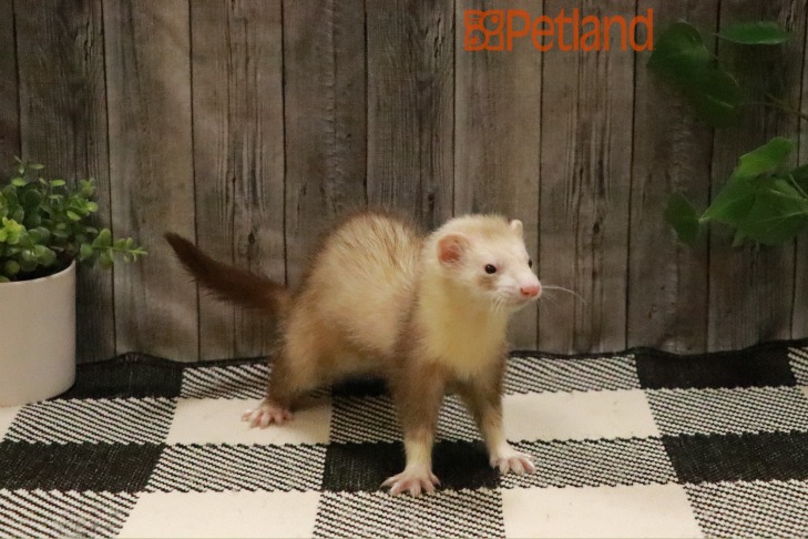 Ferret-28797 Image #1