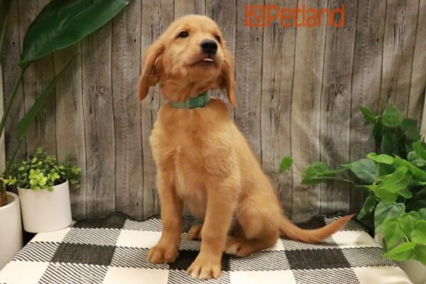 [#231058-02] Golden M Golden Retriever Puppies For Sale