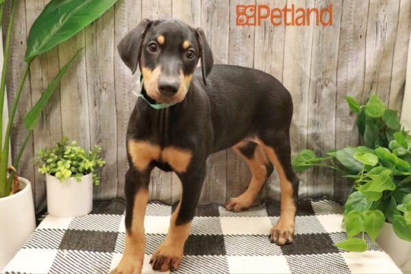[#231082-07] Black / Tan F Doberman Pinscher Puppies For Sale