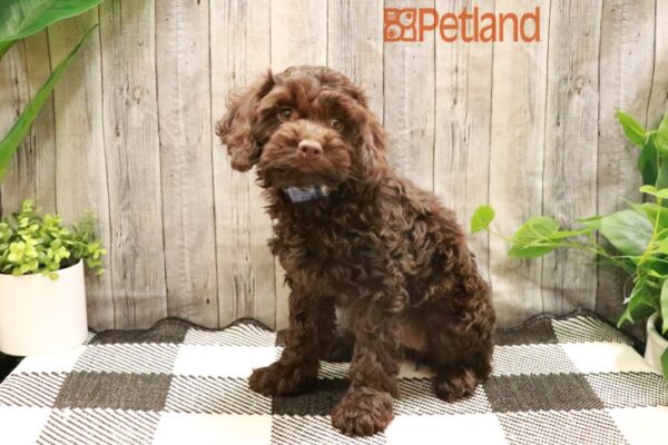 [#231083-04] Chocolate F Cock A Poo Puppies For Sale