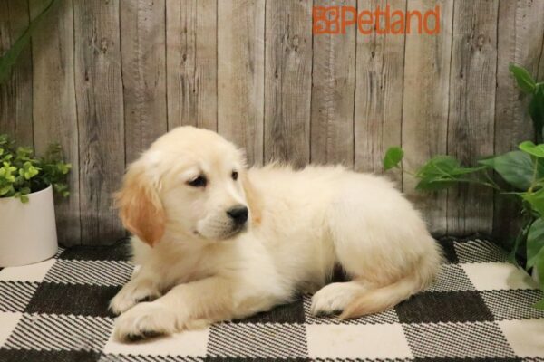 [#231103-07] Cream F Golden Retriever Puppies For Sale