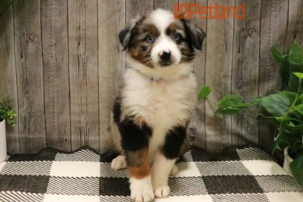 [#231130-07] Blue Merle F Australian Shepherd Puppies For Sale