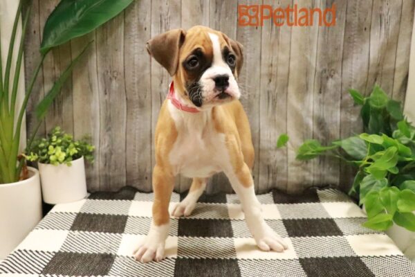 [#231169-04] Mahogany M Boxer Puppies For Sale