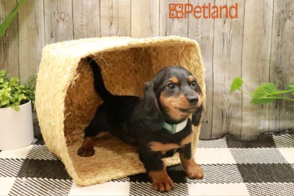 [#231189-04] Black / Tan F Dachshund Puppies For Sale