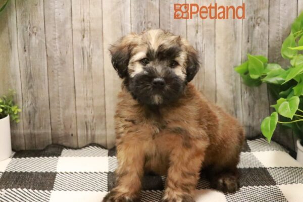 [#231230-01] Wheaten M Soft Coated Wheaten Terrier Puppies For Sale