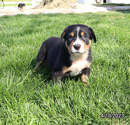Greater Swiss Mountain Dog (F) 28694 Image #3