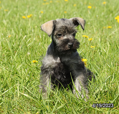 Miniature Schnauzer (F) 28695 Image #3