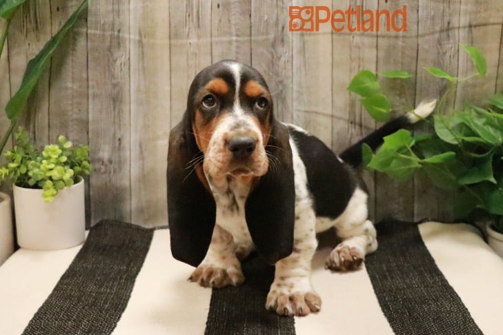 Puppies For Sale Racine Wi