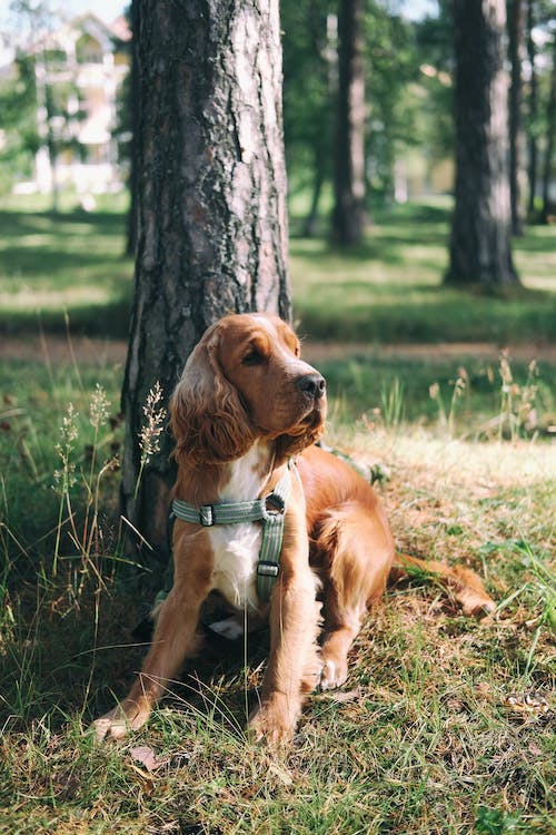Constipation in Dogs – What to Do