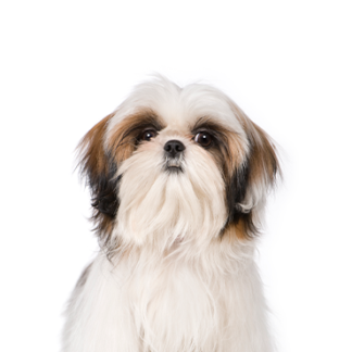 Petland Racine, Wisconsin Shih Tzu