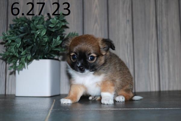 Chihuahua (F) 29015 Image #2