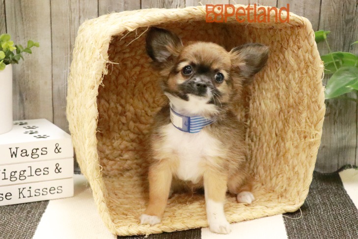Chihuahua (F) 29015 Image #1