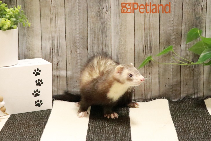 Ferret-29004 Image #1