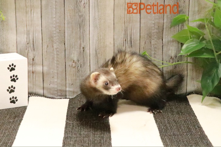 Ferret-29001 Image #1