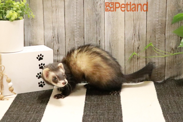 Ferret-29002 Image #1