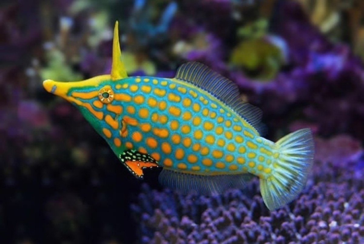 Filefish