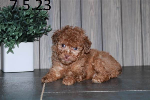 Poodle (M) 29042 Image #2