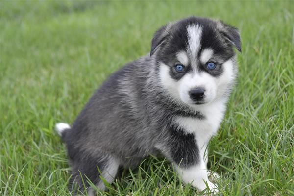 Huskimo (M) 29093 Image #2
