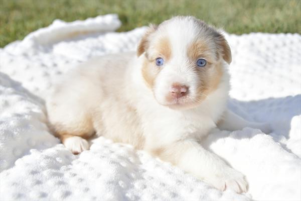 Miniature American Shepherd (M) 29137 Image #2