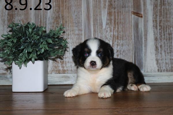 Australian Shepherd (M) 29144 Image #2