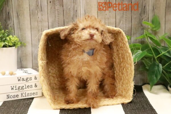 [#231609-01] Chocolate Merle M Poodle Puppies For Sale