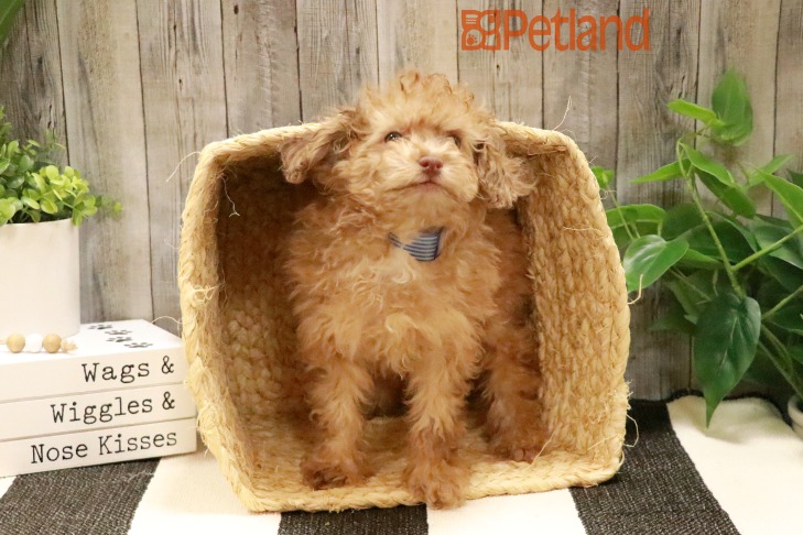 Poodle (M) 29042 Image #1