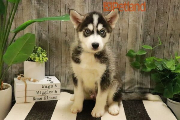 [#231948-02] Black / White M Huskimo Puppies For Sale