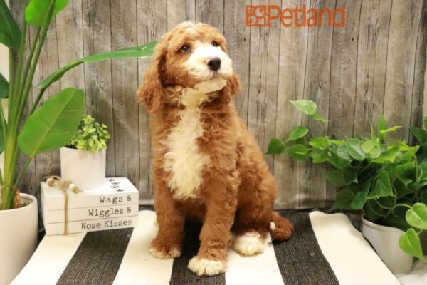 [#231970-03] Red / White M Goldendoodle 2nd Gen Puppies For Sale