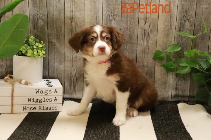 Miniature Australian Shepherd (F) 29096 Image #1