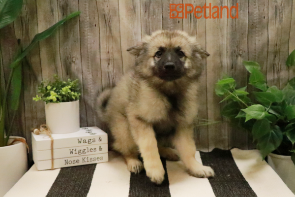 [#231947-02] Black / Silver M Keeshond Puppies For Sale