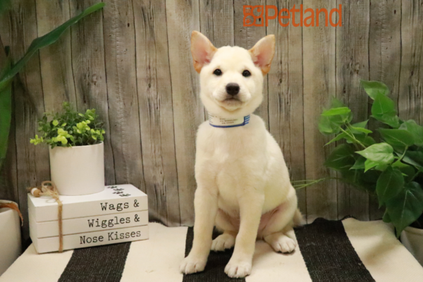 [#232034-02] Cream M Shiba Inu Puppies For Sale
