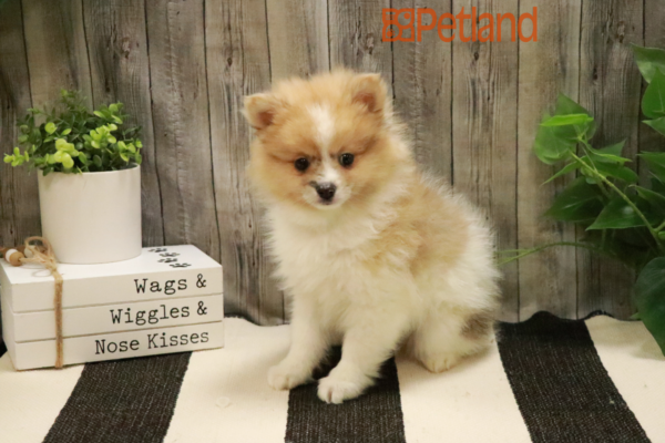 [#232036-01] Tri-Colored M Pomeranian Puppies For Sale