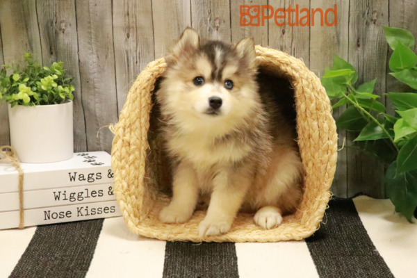 [#232382-03] Brown / White M Pomsky 2nd Gen Puppies For Sale