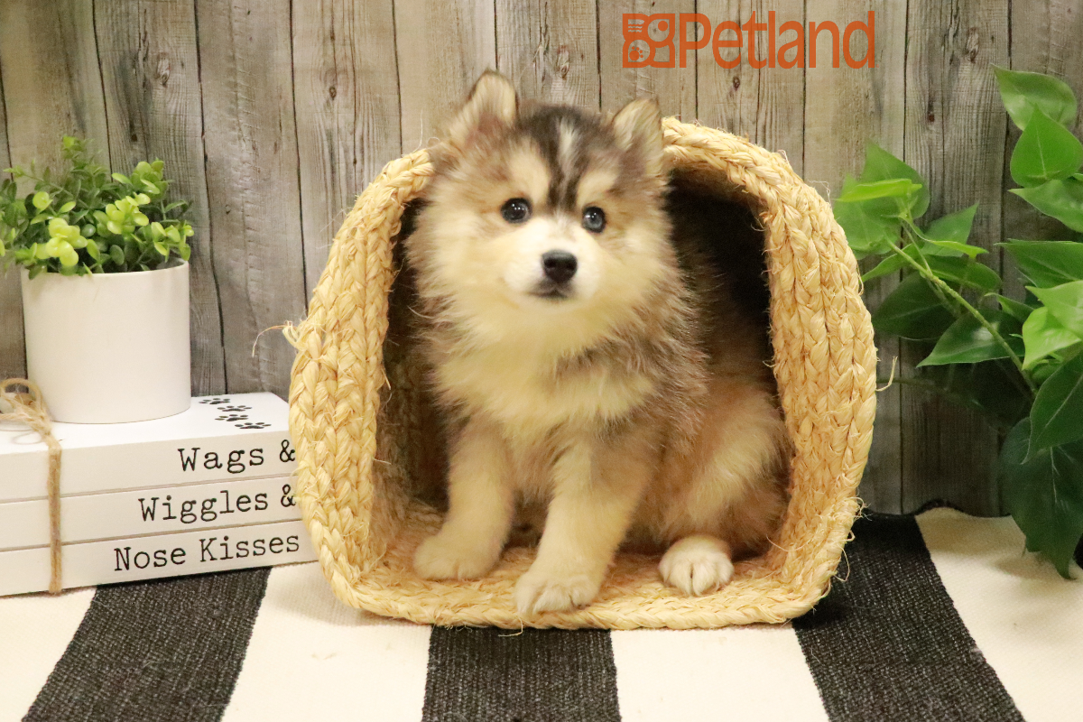 Pomsky 2nd Gen (M) 29130 Image #1