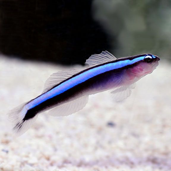 https://www.petlandracine.com/fish/neon-goby/