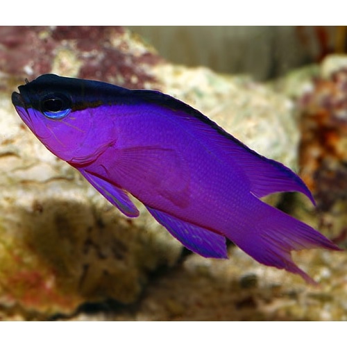 Pet Store Banner