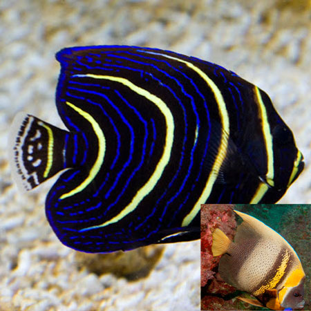 https://www.petlandracine.com/fish/cortez-angelfish/