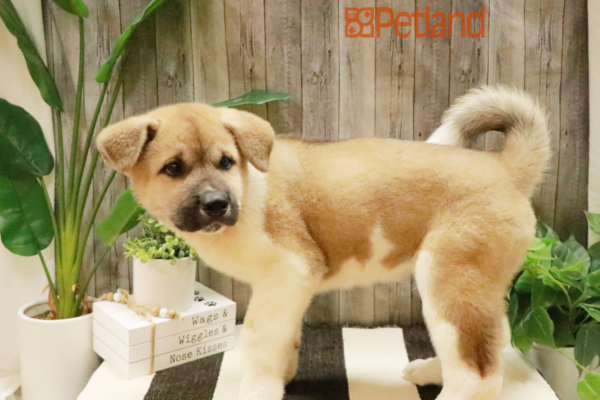 [#232341-02] Black / White M Akita Puppies For Sale