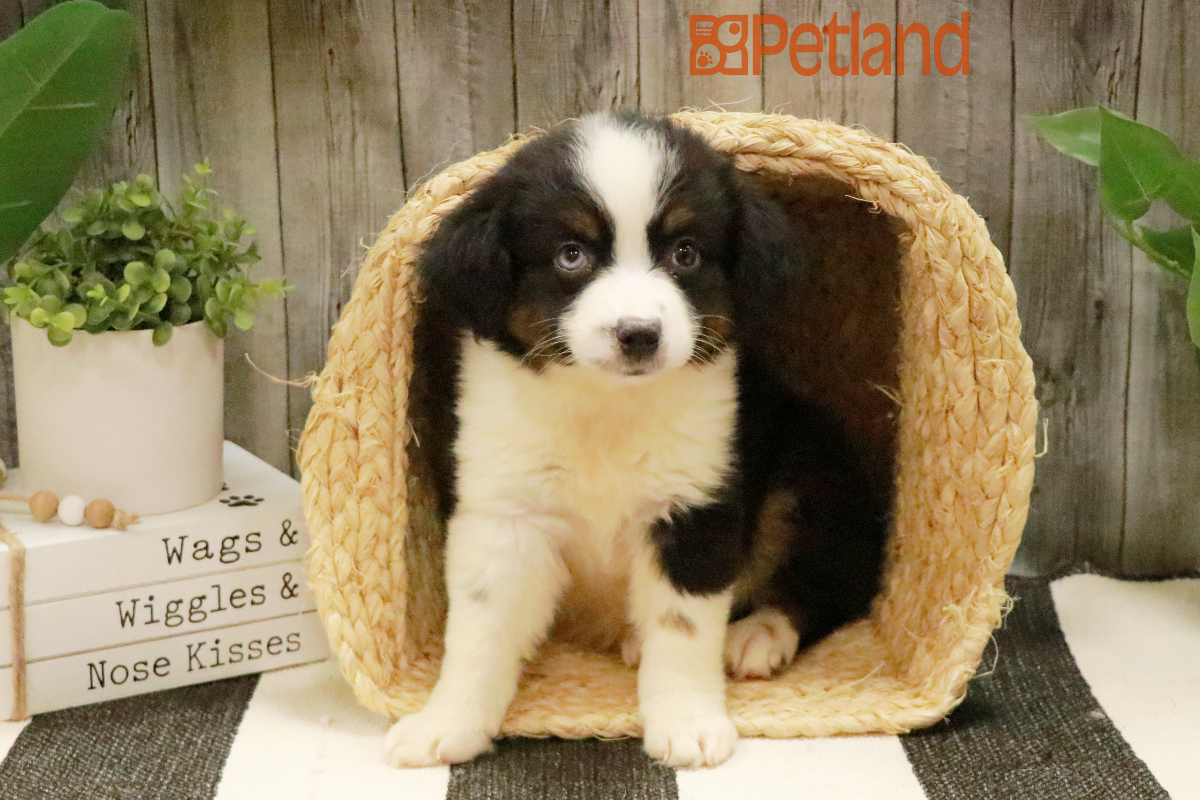 Australian Shepherd (M) 29144 Image #1