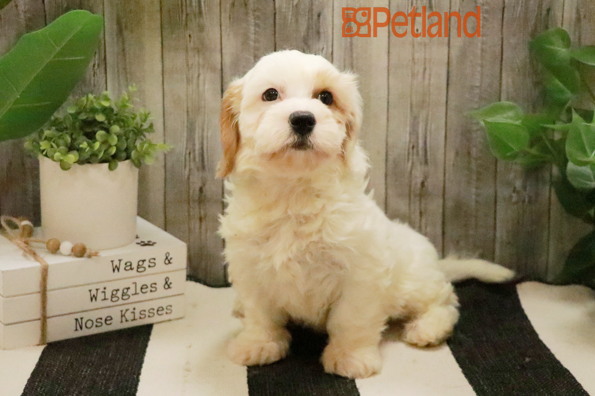 Cavachon (M) 29147 Image #1